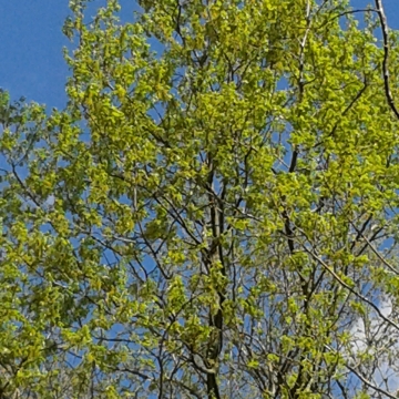 trees in spring